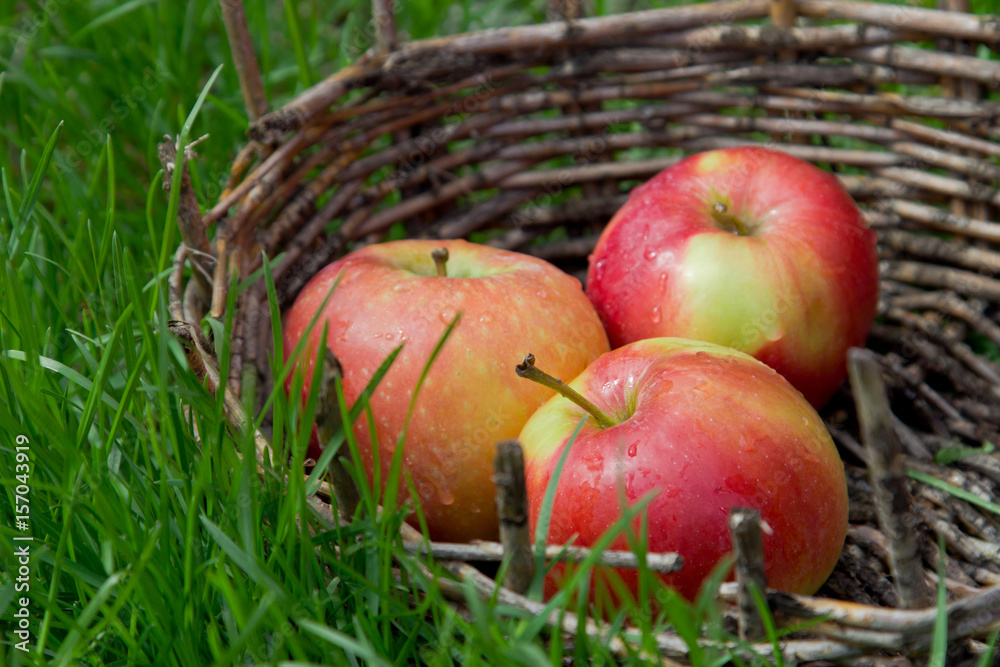 Three wet apples in an old basket. Green grass around. Three wet apples in an old basket. Green grass around.