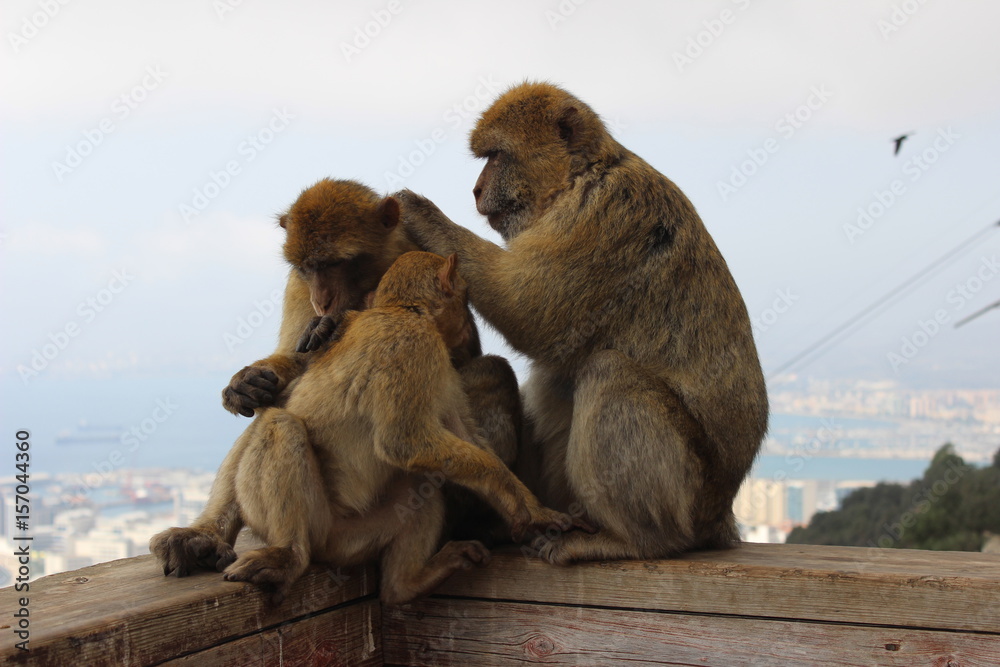 Naklejka premium Gibraltar monkeys