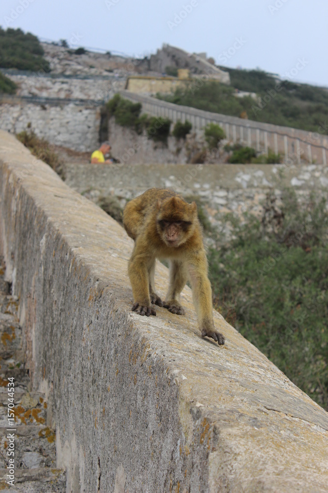 Naklejka premium Gibraltar monkeys