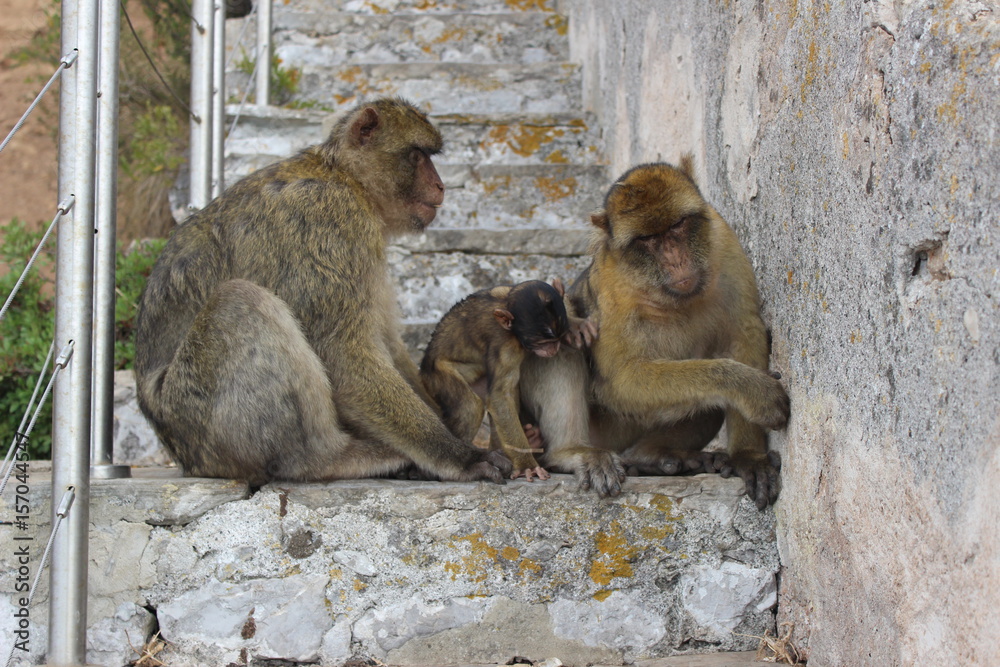 Gibraltar monkeys