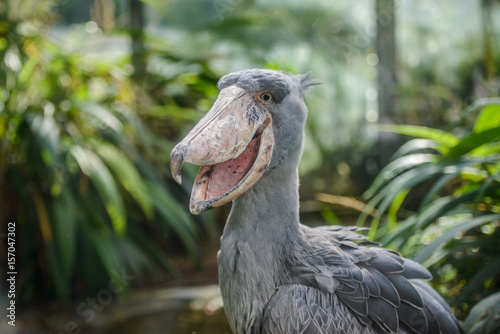 Balaeniceps rex African rare bird photo