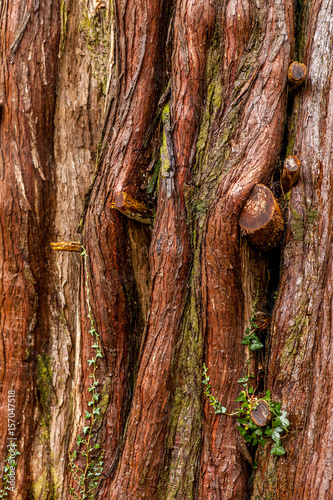 Fototapeta Naklejka Na Ścianę i Meble -  sequoia