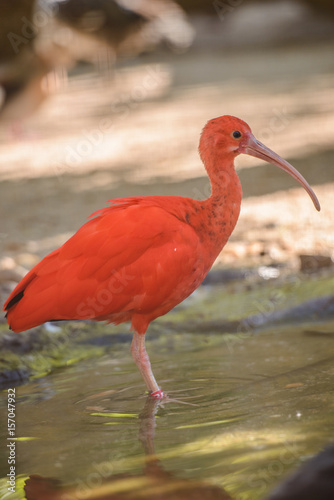 South American Scarlet ibis (Eudocimus ruber) is walking