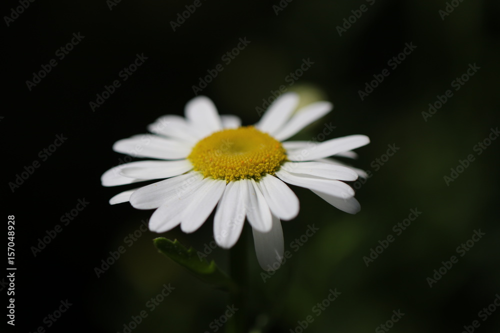 Obraz premium marguerite