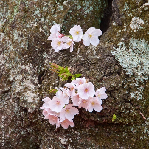 Cherry Blossom in Japan