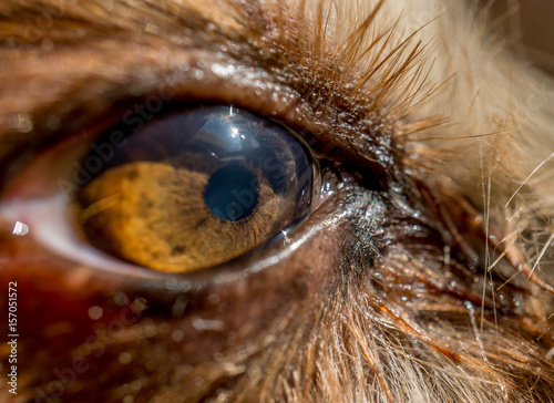 dog's eye macro detail, Yorkshire Terrier brown dog close-up Expressive doggy look © Pb