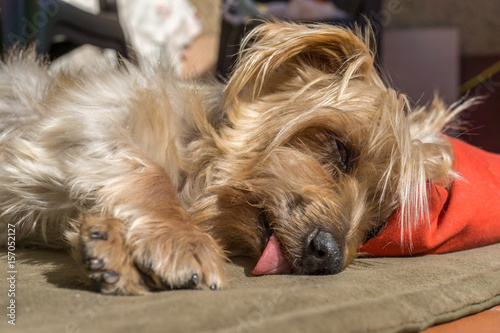 Cute Doggy sleeping soundly with his head on a pillow. Yorkshire Terrier brown doggie warm in the sun, Closeup