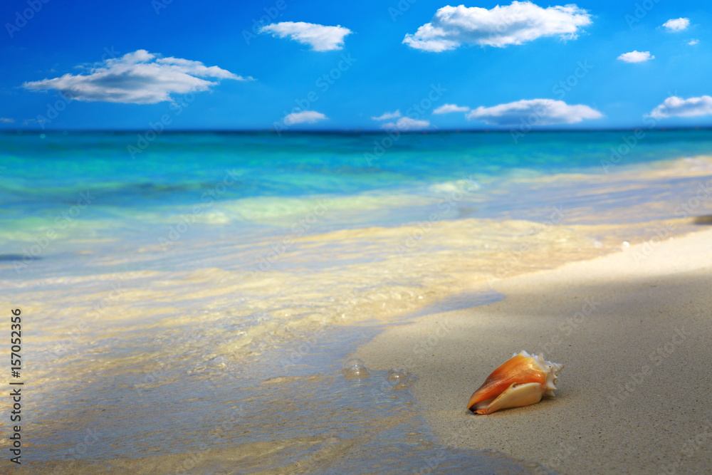 Sea shell on Caribbean beach.