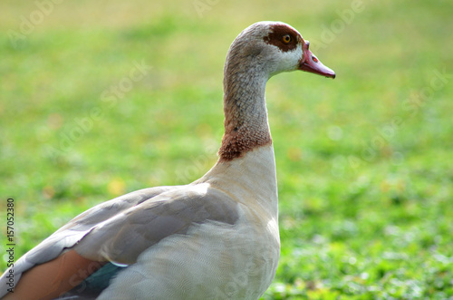 goose in the park © zetat