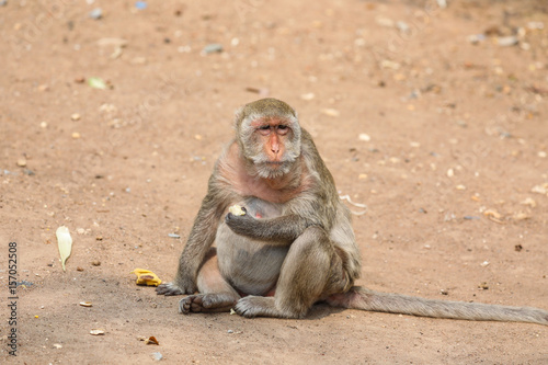 Fat Monkey In Wat Khao No ,Nakhon Sawan ,Thailand.