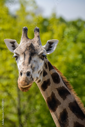 Portrait of a giraffe