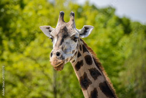 Portrait of a giraffe