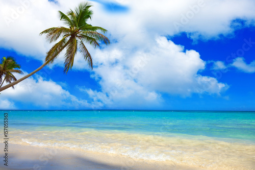 Tropical beach with palms and Caribbean sea .