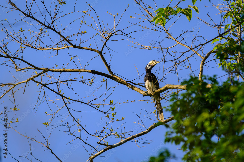Oriental pied hornbill (Anthracoceros albirostris) Oriental pied hornbill (Anthracoceros albirostris)