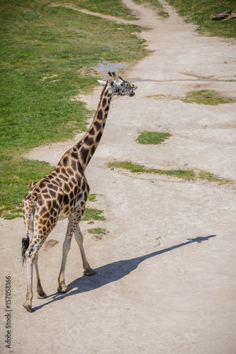 Giraffe on a green field