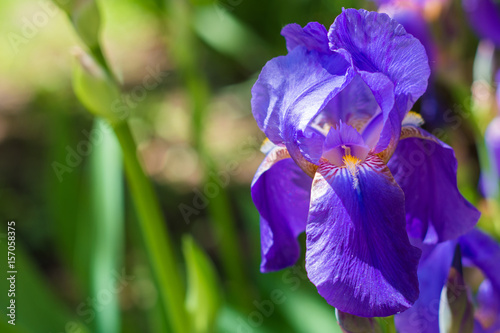 Purple Narcissus flower. Spring, summer, garden flowers.
