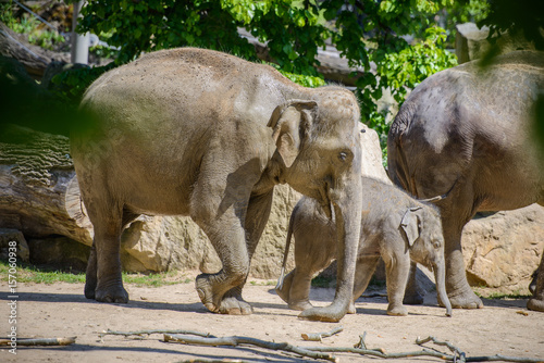 Baby elephant and his mother