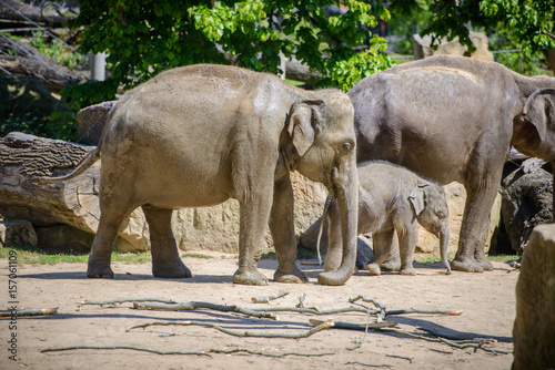 Baby elephant and his mother