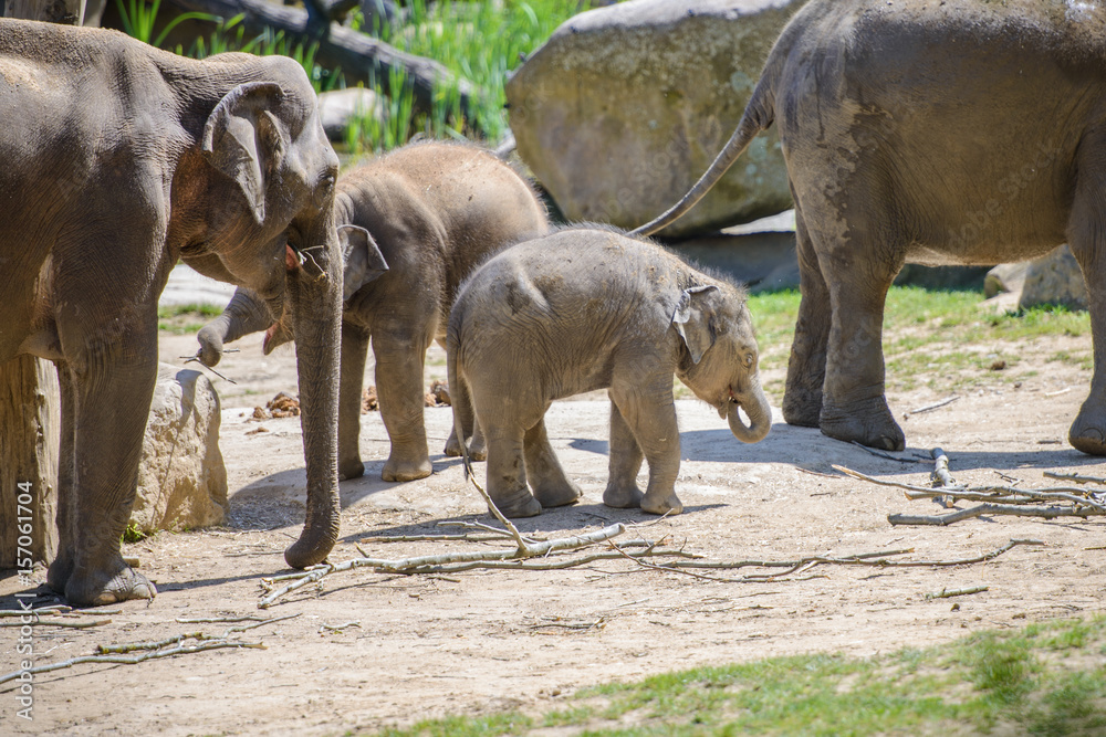 Fototapeta premium Baby elephant and his mother