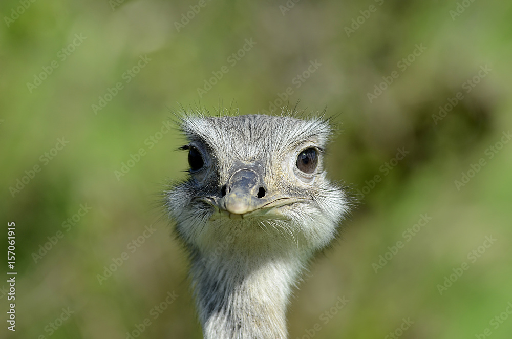 Portrait von eiem Strauß