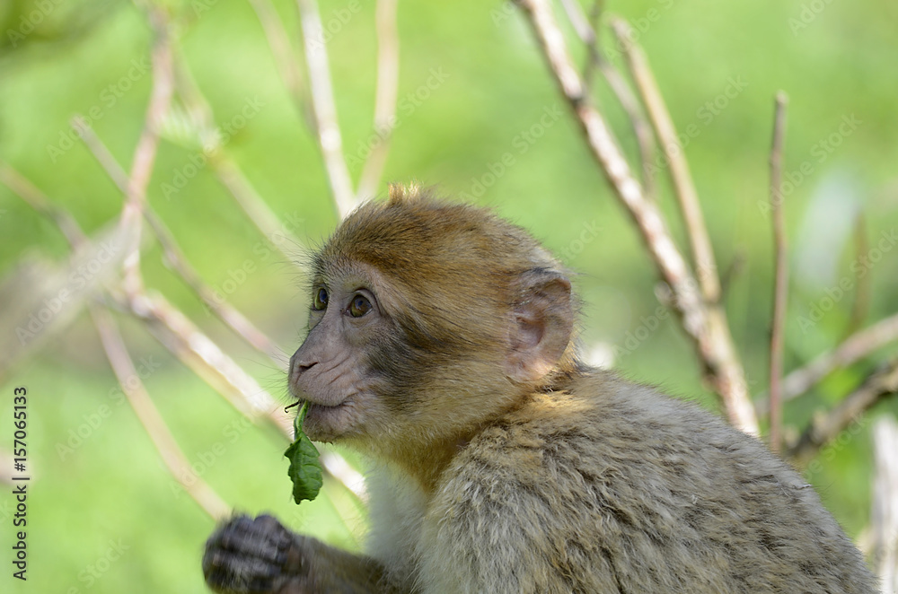Obraz premium kleiner Berberaffe