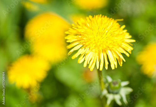 Yellow dandelions  close up