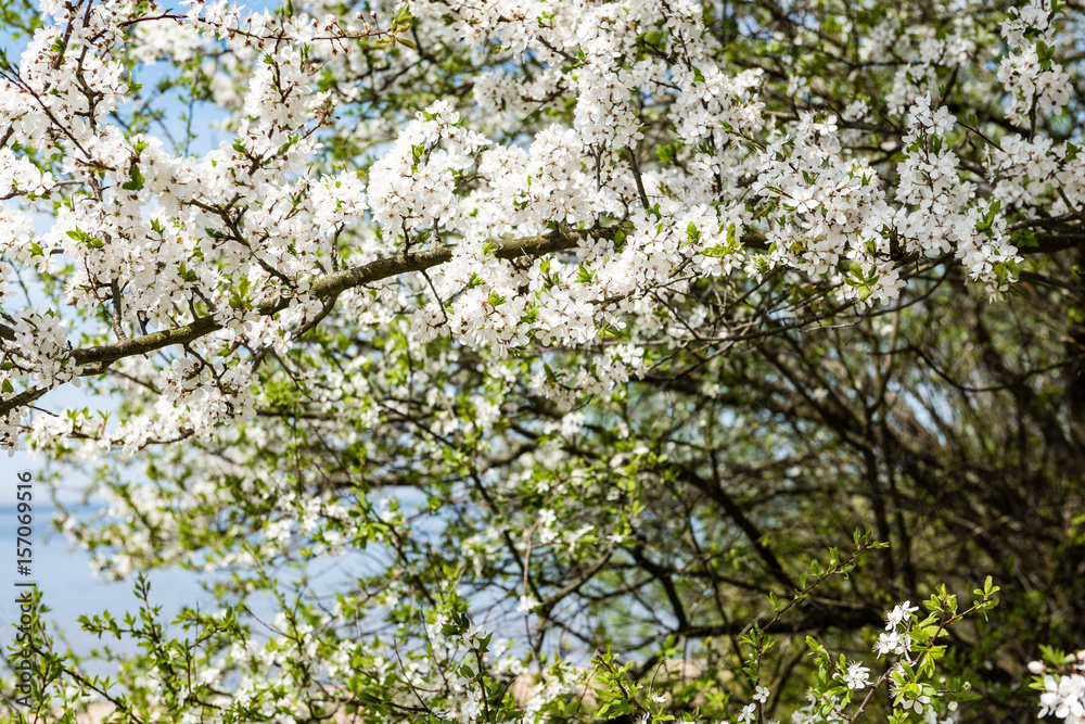 Image of lush early spring foliage - vibrant green spring fresh leaves of blooming apple tree in spring Image of lush early spring foliage - vibrant green spring fresh leaves of blooming apple tree in spring