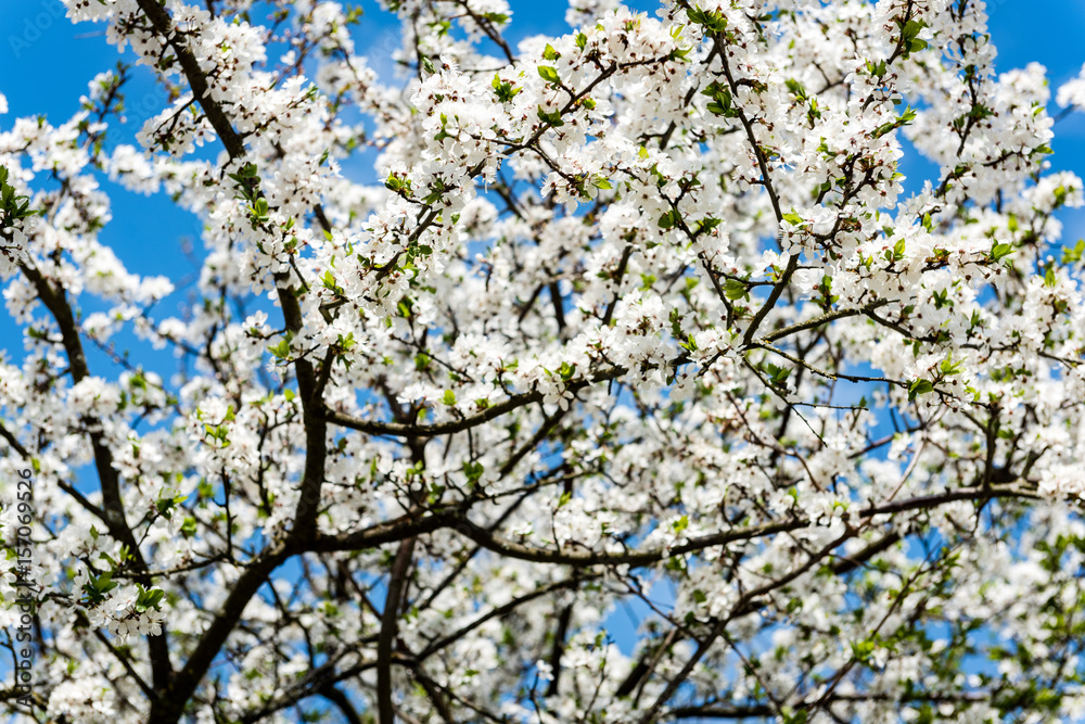 Image of lush early spring foliage - vibrant green spring fresh leaves of blooming apple tree in spring Image of lush early spring foliage - vibrant green spring fresh leaves of blooming apple tree in spring