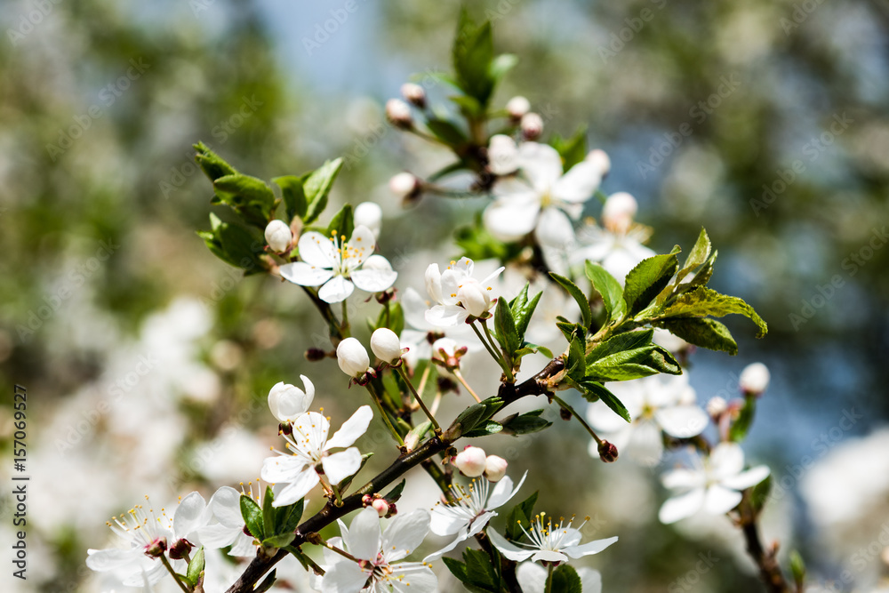 Image of lush early spring foliage - vibrant green spring fresh leaves of blooming apple tree in spring