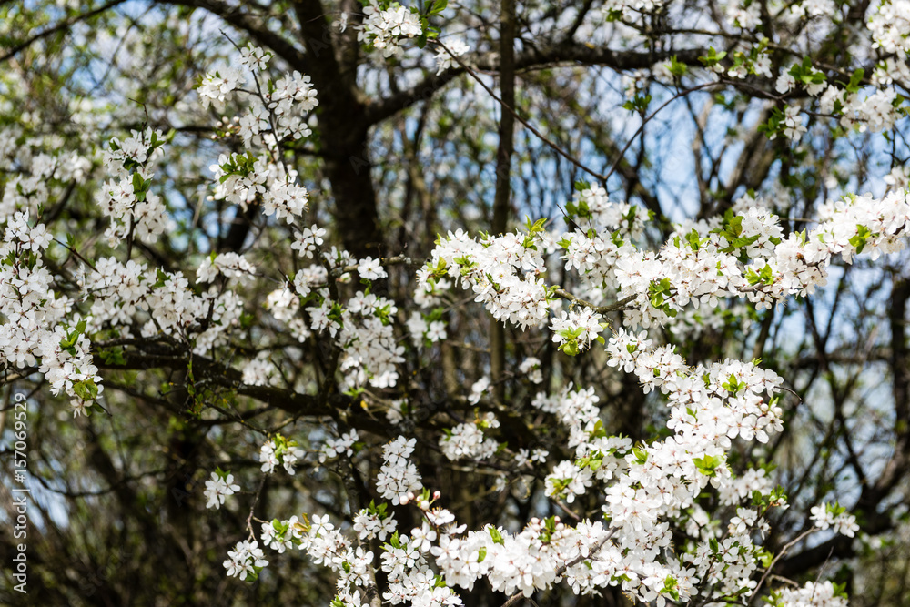 Image of lush early spring foliage - vibrant green spring fresh leaves of blooming apple tree in spring Image of lush early spring foliage - vibrant green spring fresh leaves of blooming apple tree in spring
