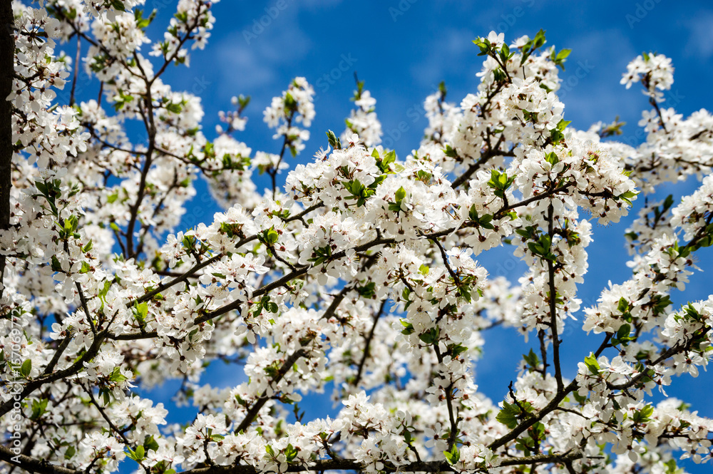 Image of lush early spring foliage - vibrant green spring fresh leaves of blooming apple tree in spring Image of lush early spring foliage - vibrant green spring fresh leaves of blooming apple tree in spring