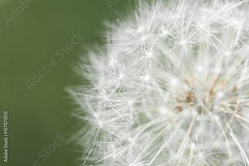 White dandelion  macro