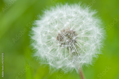 White dandelion  macro