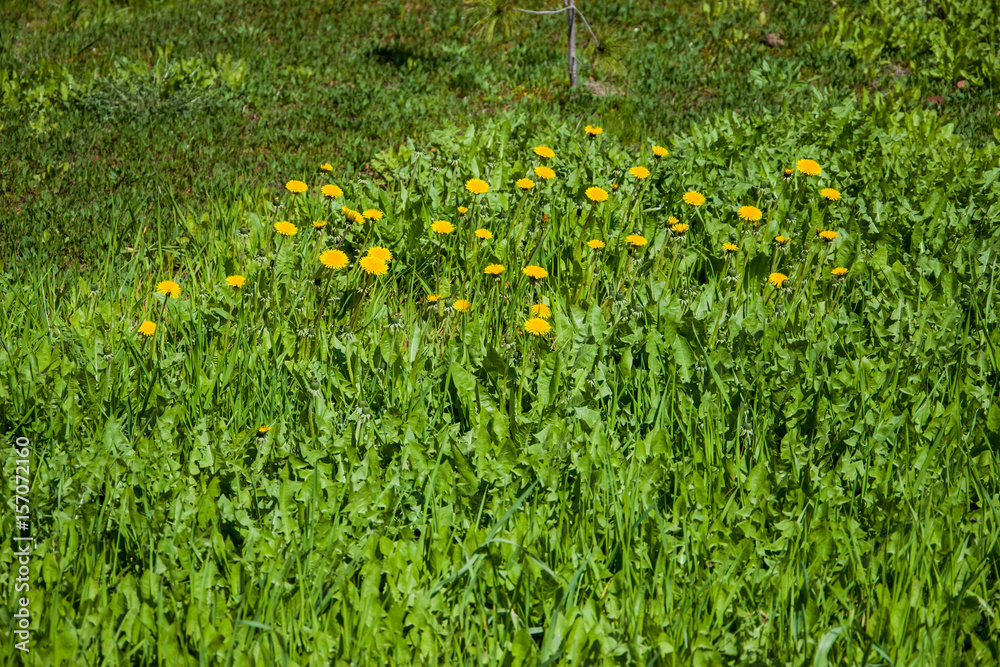 Field with green grass and yellow dandelions