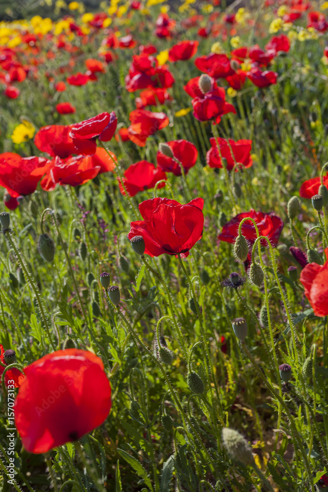 Obraz premium Amapolas