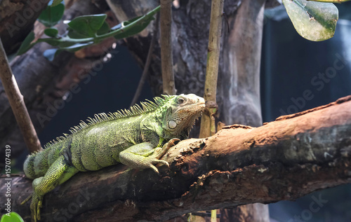 A big green iguana on tree branch.