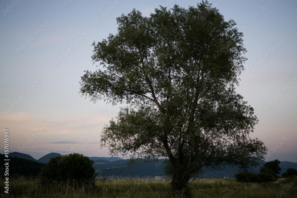 Abandoned tree on meadow during sunset. Slovakia Abandoned tree on meadow during sunset. Slovakia