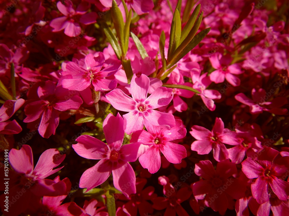 many beautiful pink flowers background / wallpaper