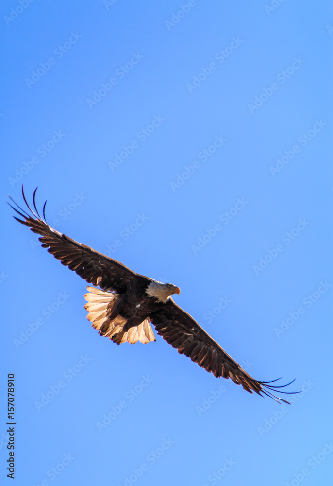 Fototapeta premium Bald Eagle Flying