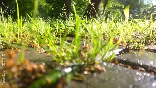 Fresh grass after rain