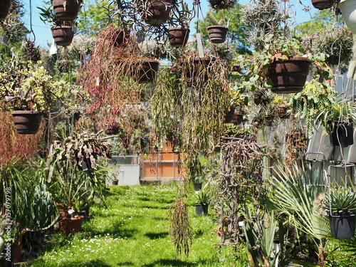 Hanging gardens in a back yard, plants in hanging pots