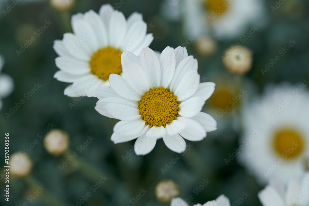 Obraz premium Margerite Leucanthemum maximum