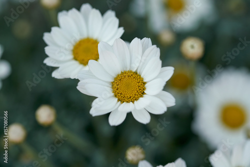 Margerite Leucanthemum maximum