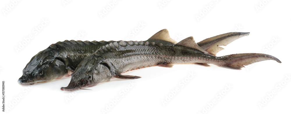 Fresh sturgeon fish isolated on white Fresh sturgeon fish isolated on white