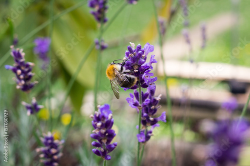 Bumblebee on purple lavender flower