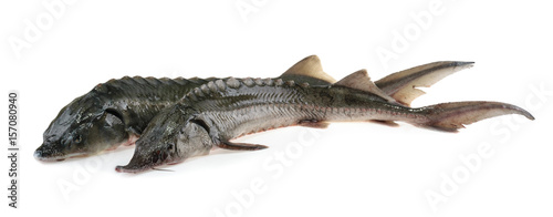 Fresh sturgeon fish isolated on white