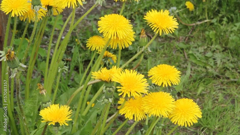 Dandelions bloomed. Yellow flowers sway in the wind. Dandelions bloomed. Yellow flowers sway in the wind.