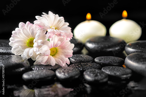 spa concept of blooming white daisy flowers  candles and zen basalt stones with water drops on black background