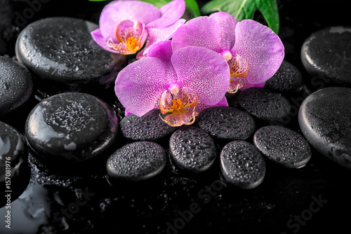 beautiful spa setting of blooming twig lilac orchid flower  green leaves with water drops and zen basalt stones on black background