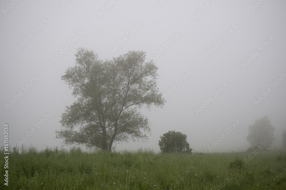 Obraz premium Tree in the fog over the meadow with view. Slovakia